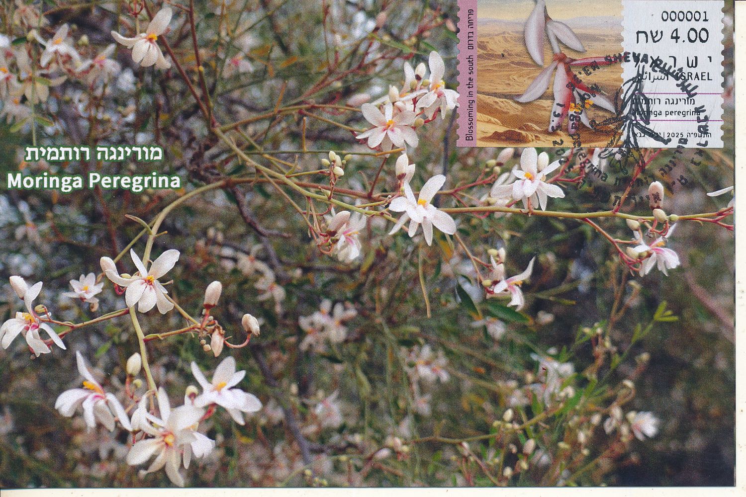 ISRAEL 2025 FLORA MORINGA PEREGRINA  ATM LABEL MACHINE 001 POSTAL SERVICE MAXIMUM CARD