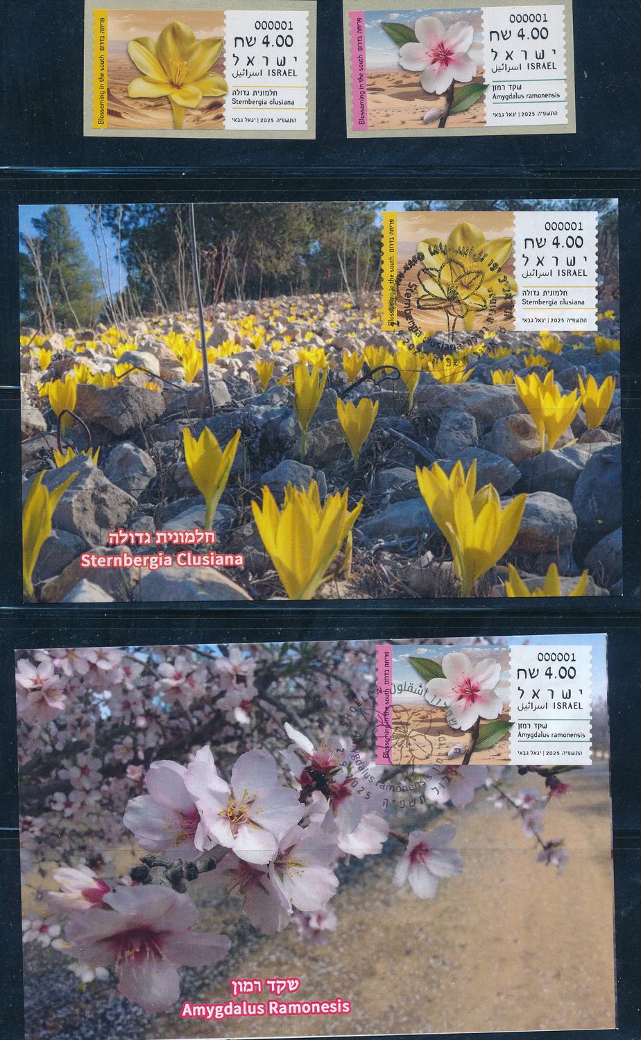 ISRAEL 2025 BLOSSOMING IN THE SOUTH AMYGDALUS RAMONESIS ATM + MAXIMUM CARDS