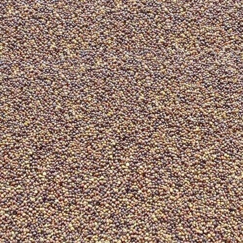 Tyco Deer Clover Per lb