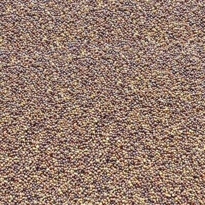 Tyco Deer Clover Per lb