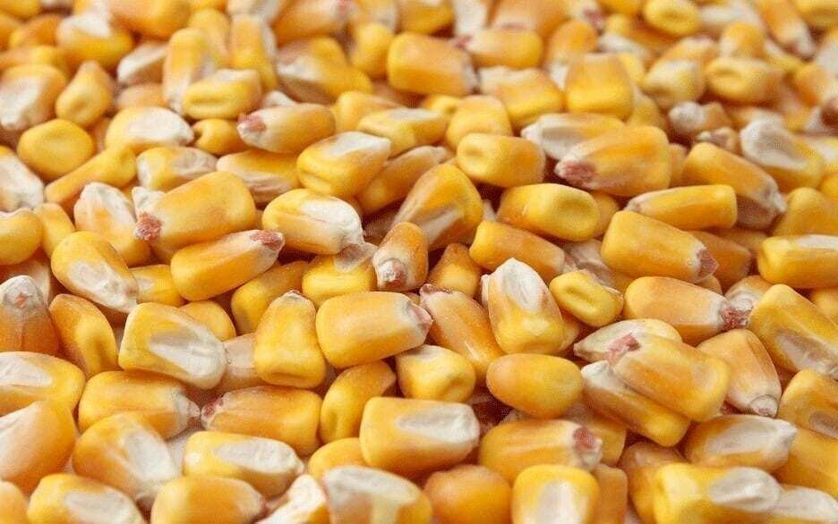 Shelled Corn - 10#