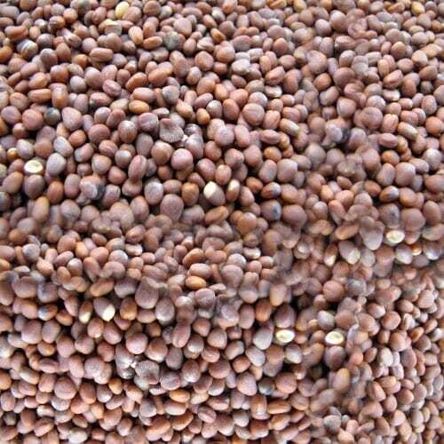 Radish Per lb. Radish Per lb.