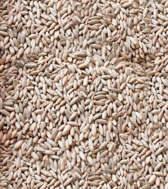 Winter Rye Per # Winter Rye Per #