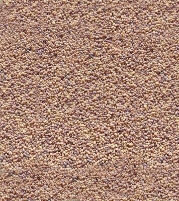 Dutch White Clover Per lb