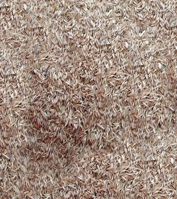 Orchardgrass Pennlate Per lb