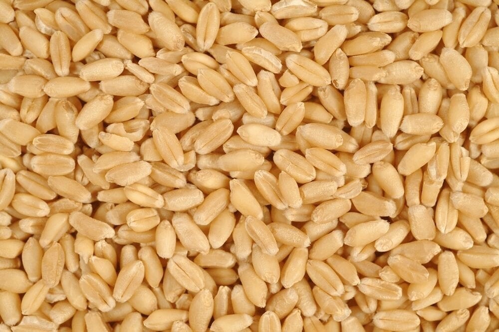 Wheat 50lb