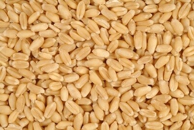 Wheat 50lb