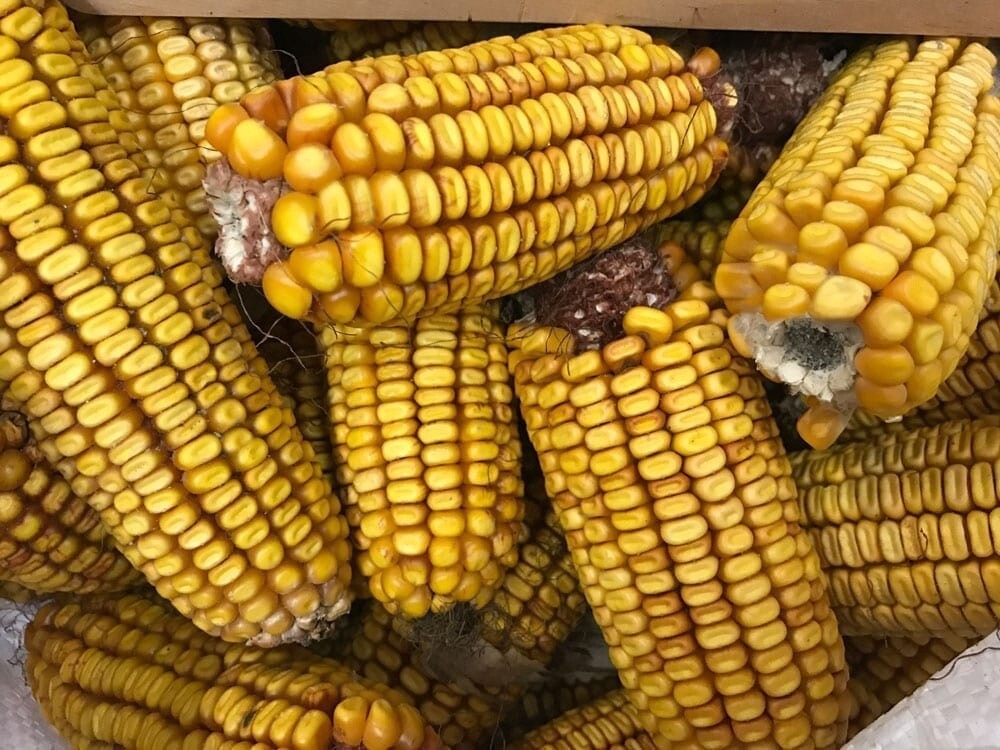 Ear Corn Bushel