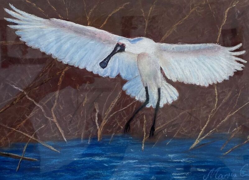 Landing spoonbill