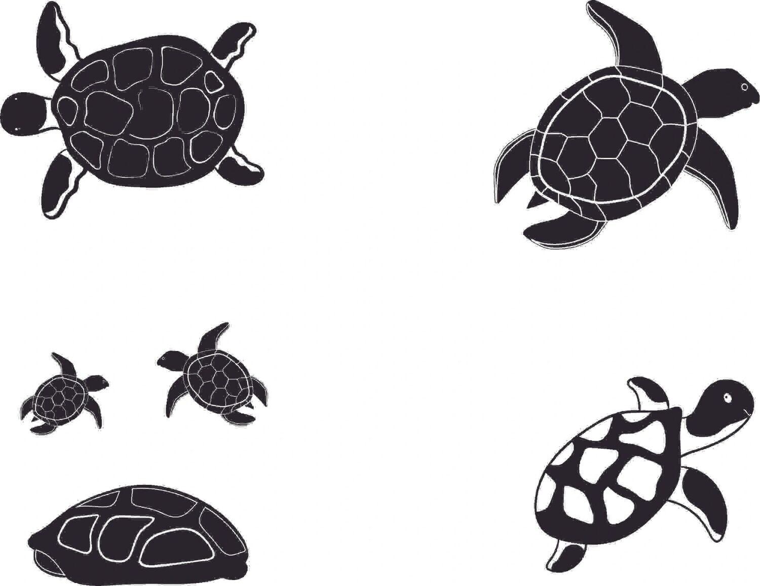 Q0020 Turtles