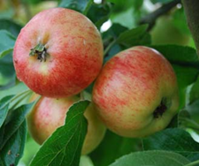 Heirloom Apple Trees