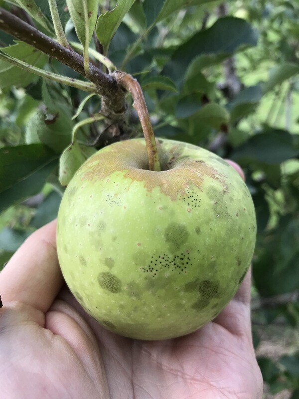 Low Chill Apples
