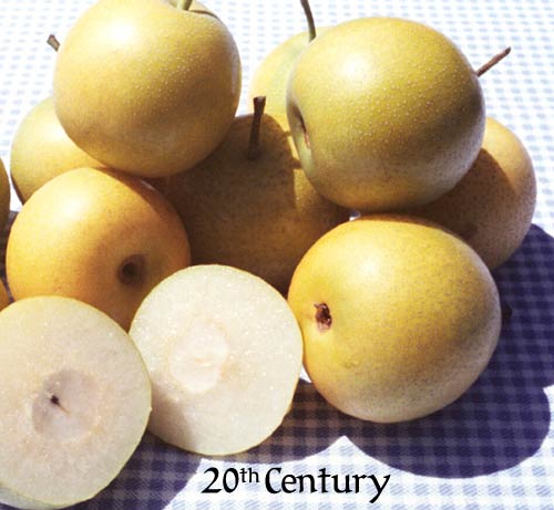 20th Century Asian Pear