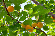 Blenheim Apricot Tree
