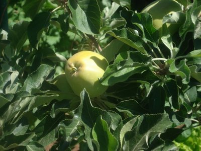 Dorsett Golden Apple