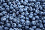 Blueberry Plants