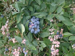 Tifblue Blueberry