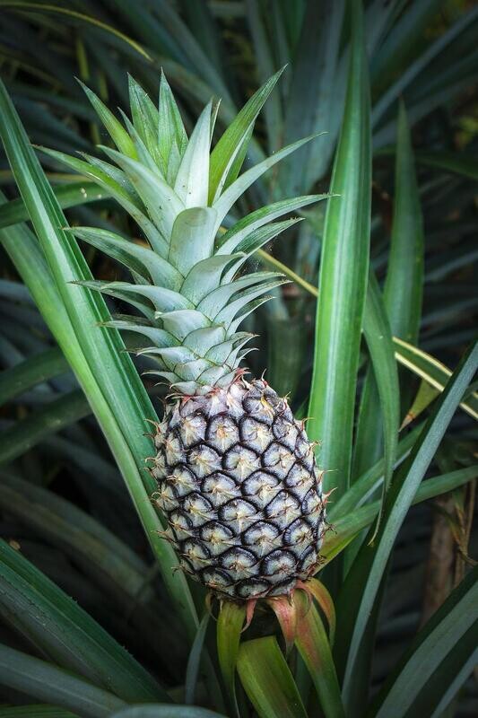 Florida Special pineapple plant