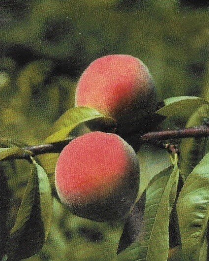 Bounty Peach