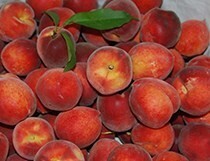 Harvester Peach 2-3'
