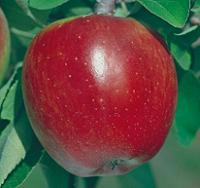 Winesap Apple Tree