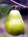 Ayers Pear