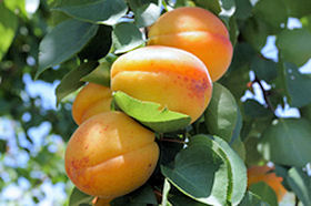 Early Golden Apricot
