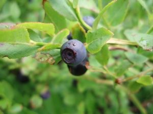 Brightwell blueberry plant