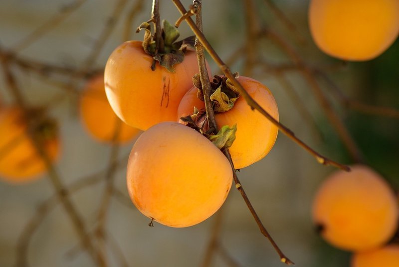Hachiya Japanese Persimmon