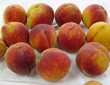 Rio Grande Peach