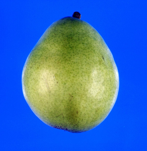 LeConte Pear
