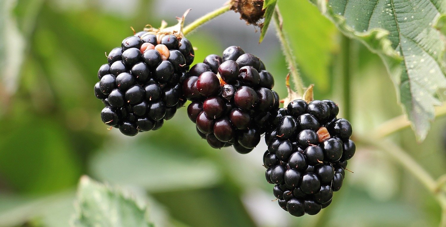Prime Ark Freedom Thornless Blackberry