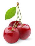 Cherry Trees
