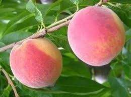 Sentinel Peach