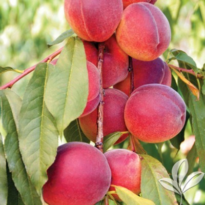 Red Indian Peach