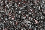 Blackberry Plants