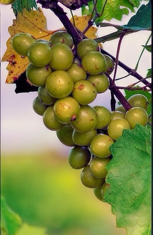 Scuppernong grapevines