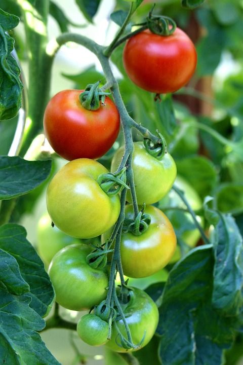 Vegetable and Herb Plants