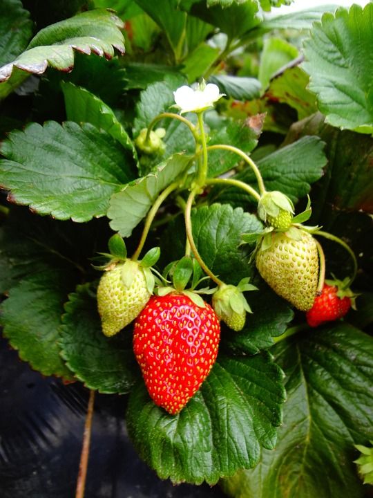 Strawberry Plants