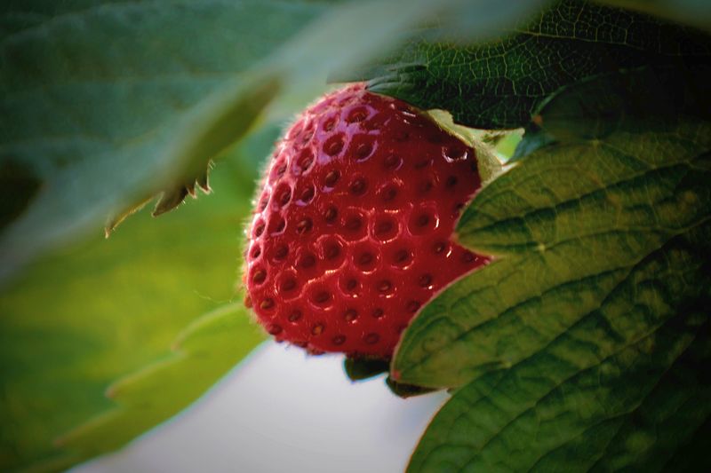 Fruit trees and other plants in stock now!!