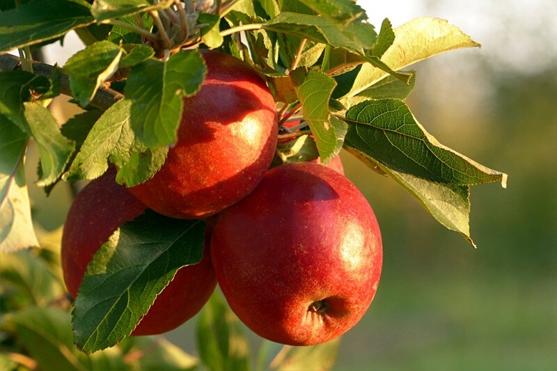 Fruit Trees
