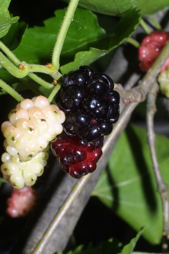 Red Mulberry