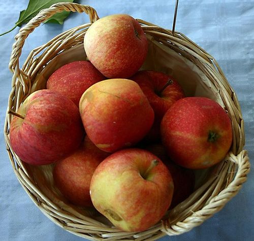 Gala Apple