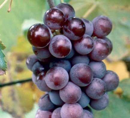 Champanel Grapevine