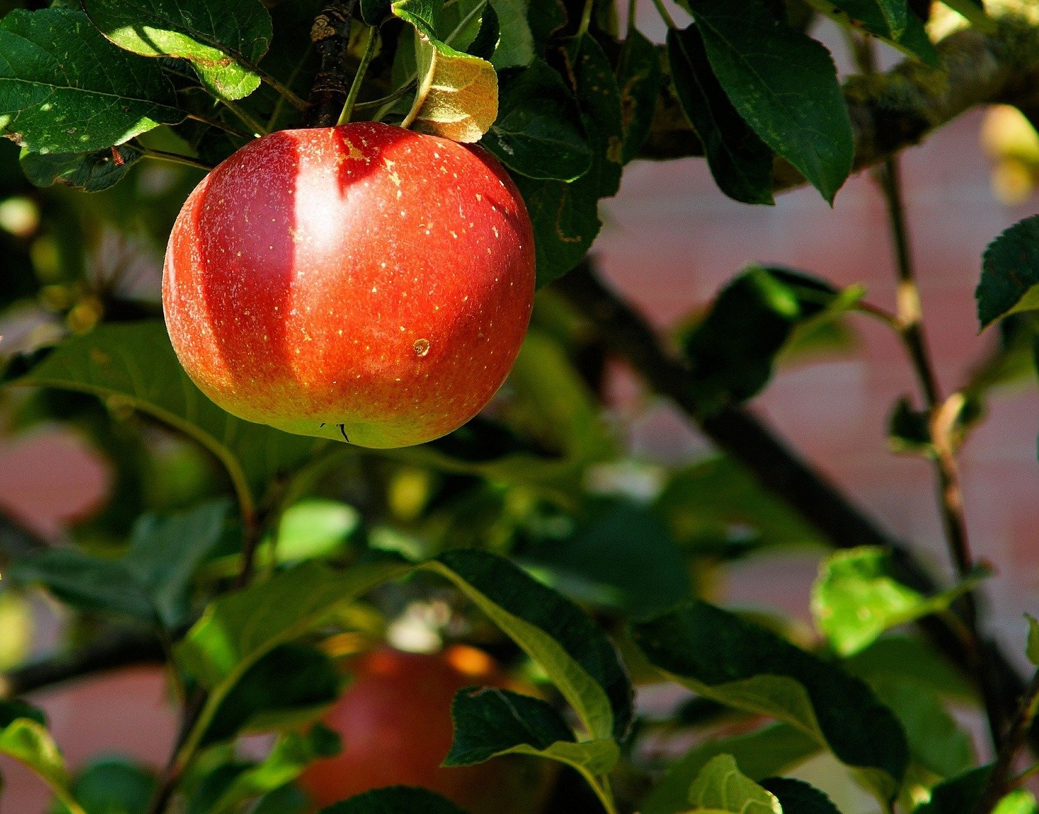Cinnamon Spice Dwarf Apple