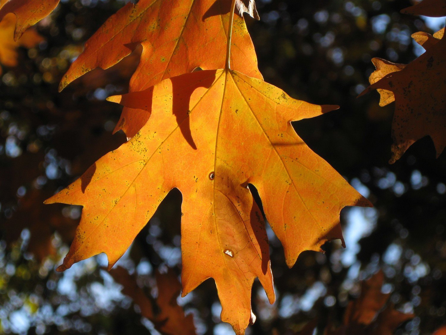 Southern Sugar Maple 1-2'