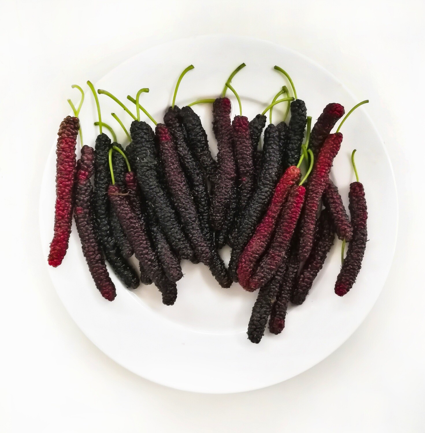 Long Mulberry Tree (Morus macroura)