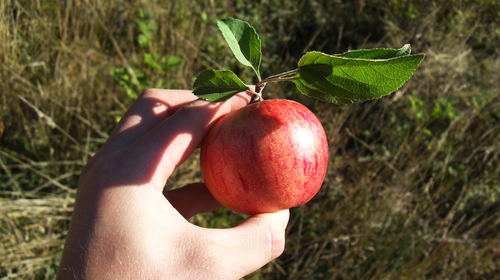 Wild Apple