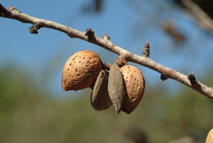 Texas Mission Almond Texas Mission Almond