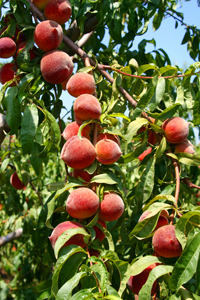 Sam Houston Peach